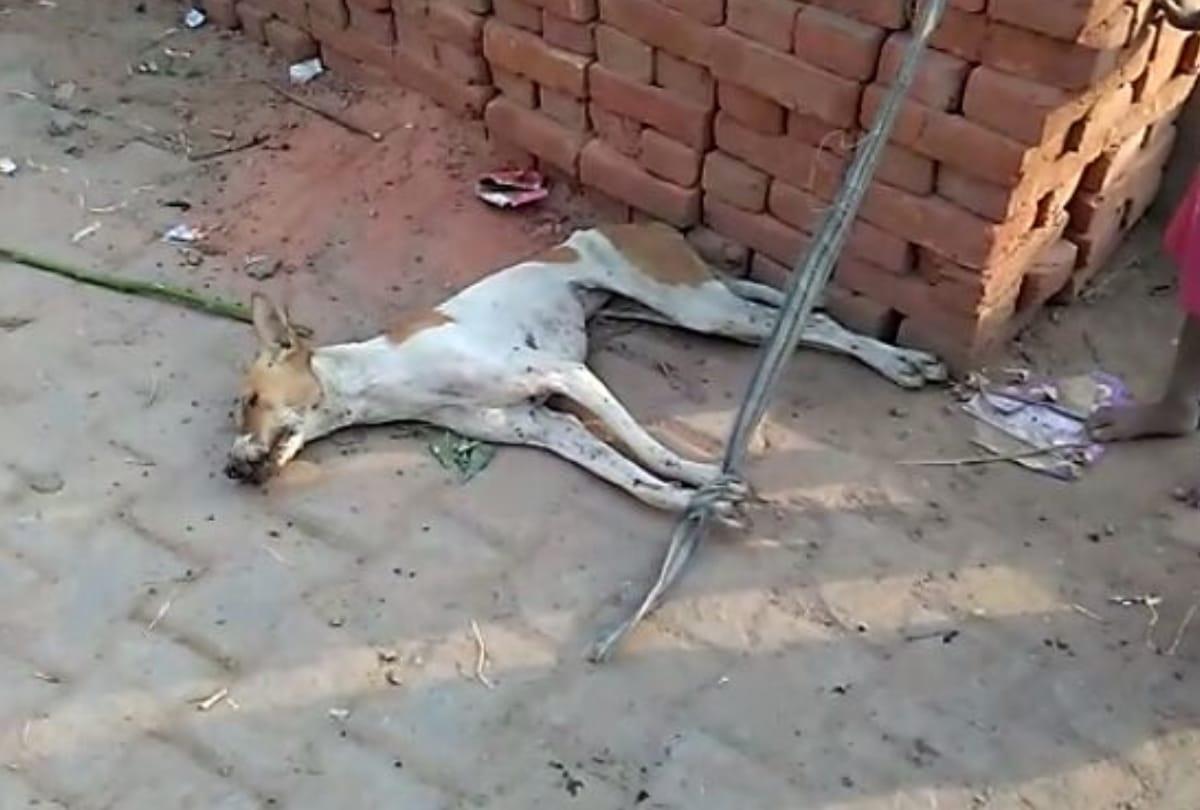 four injured in attack of dogs, angry villagers killed one dog