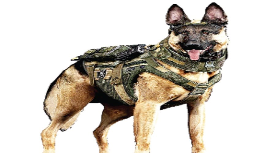 Retired Dogs of Army will get life, British rule ends
