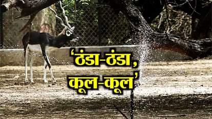 Kanpur zoo installs coolers, water sprinklers to tackle scorching heat to keep animal cool