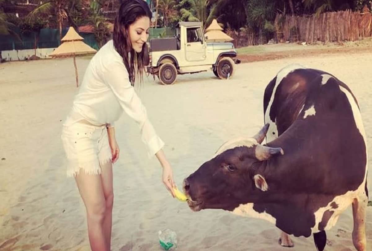 Urvashi rautela Trolls after sharing video Of Fedding The Cow