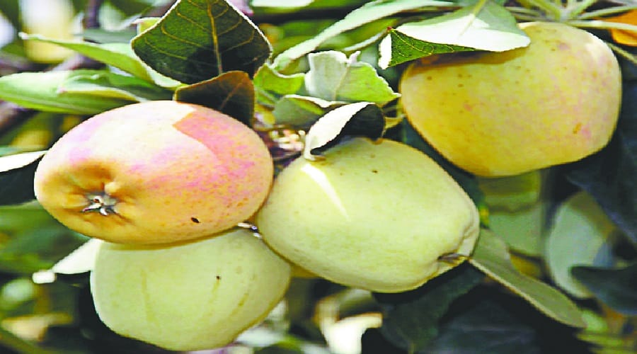 UP's 'Anna' will attack Kashmir's apple, This is the specialty of the species