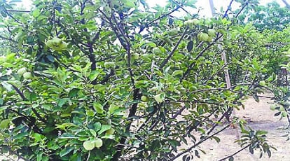 UP's 'Anna' will attack Kashmir's apple, This is the specialty of the species