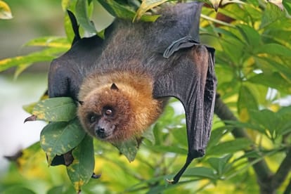 Nipah Virus Toll: 3 dead in Kerala, 2 In critical Condition, centre directs NCDC to visit kerala