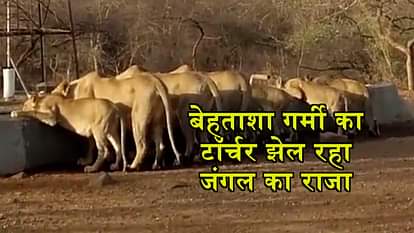 A VIRAL VIDEO OF THIRSTY LIONS IN GIR FOREST OF GUJARAT 