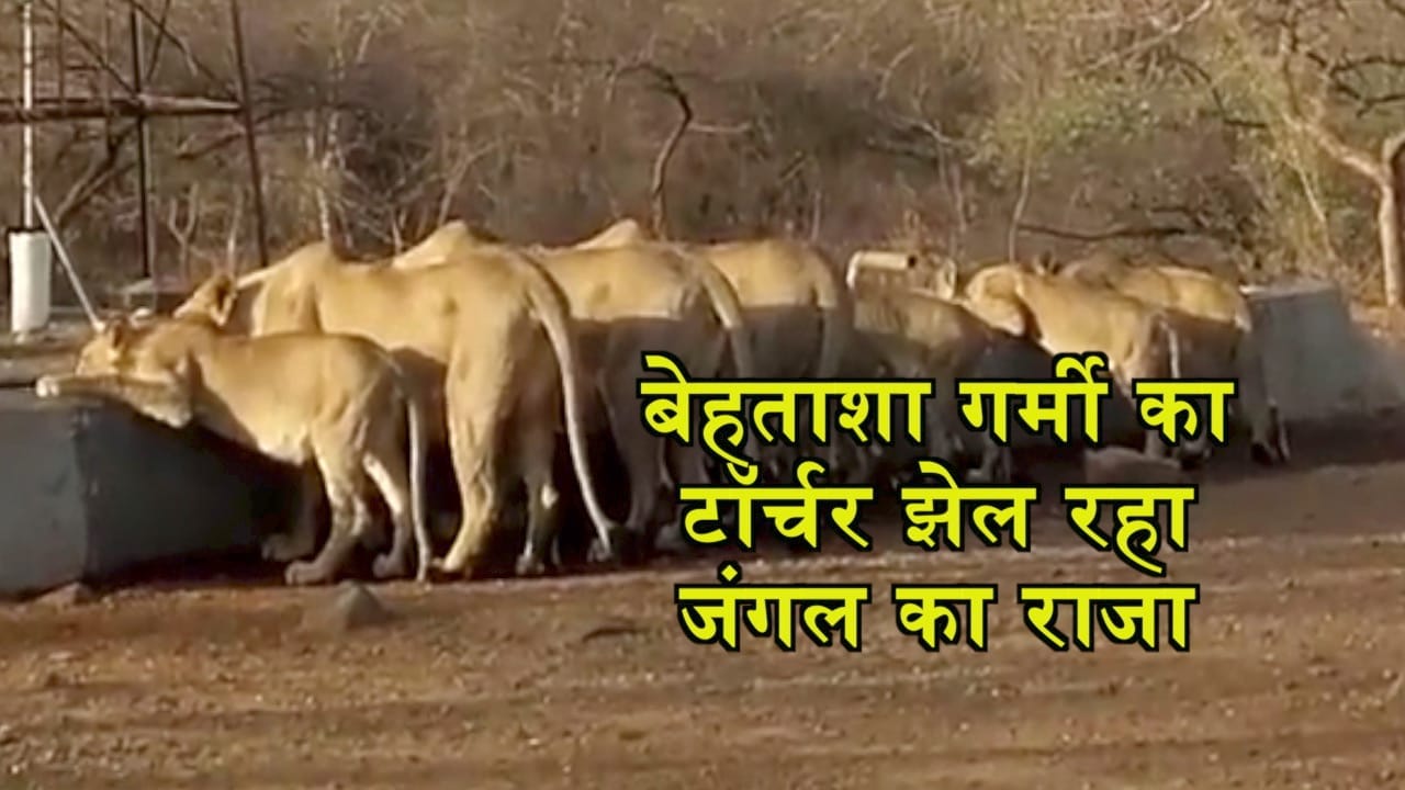 शेर