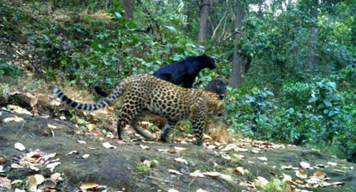 Odisha officials confirmed presence of the black panther in Garjanpahad reserve forest