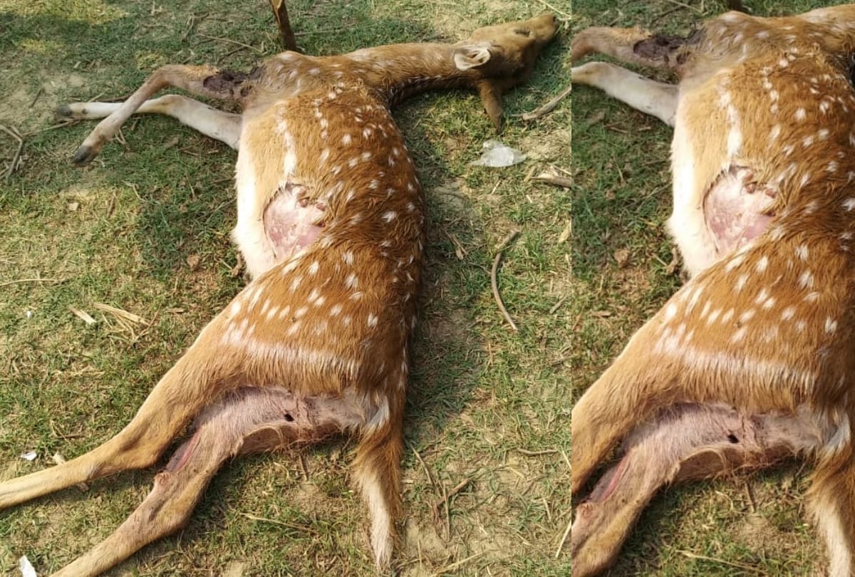 deer found dead in shravasti