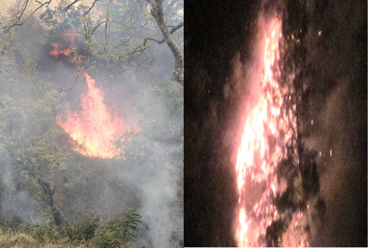 large scale forest fire recorded in himachal