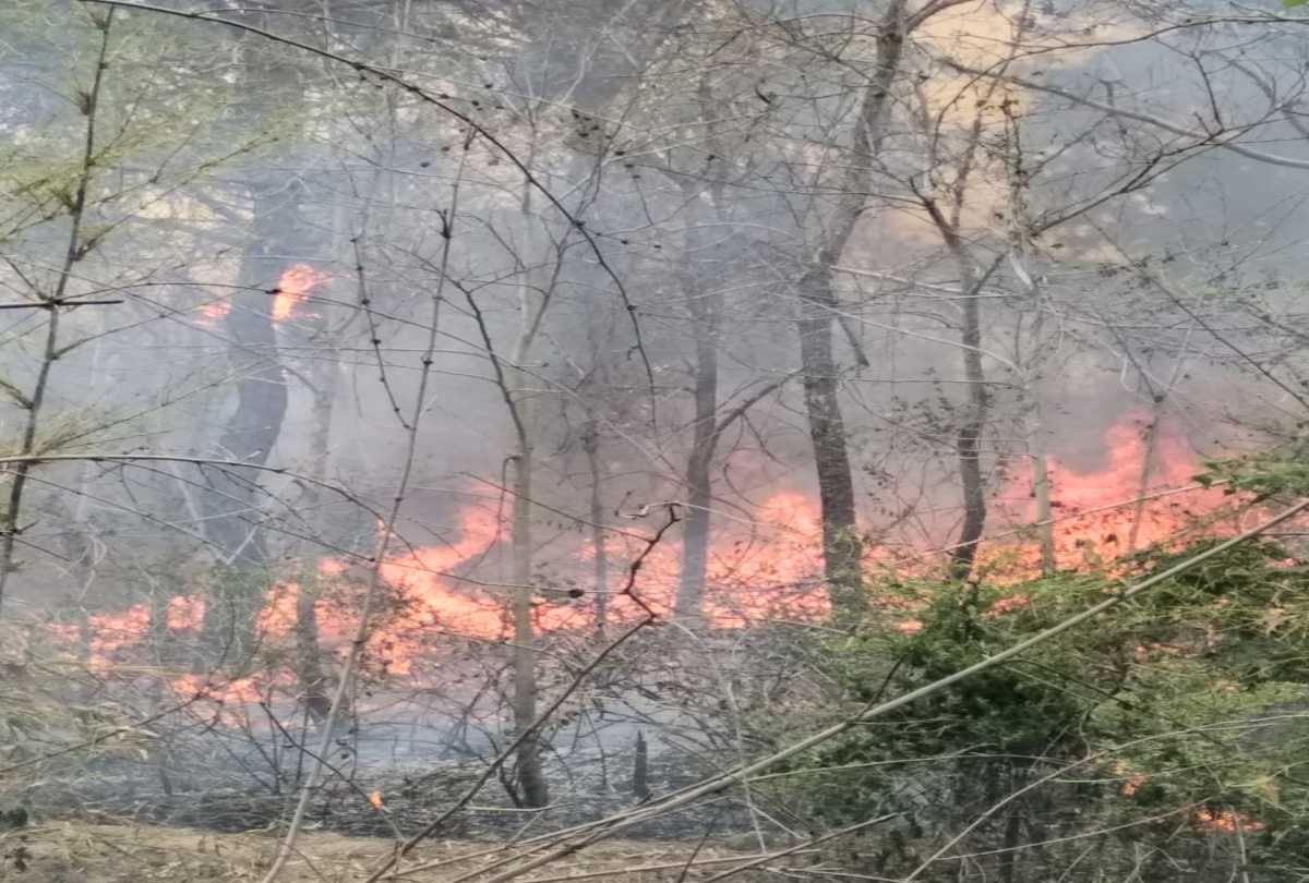 large scale forest fire recorded in himachal