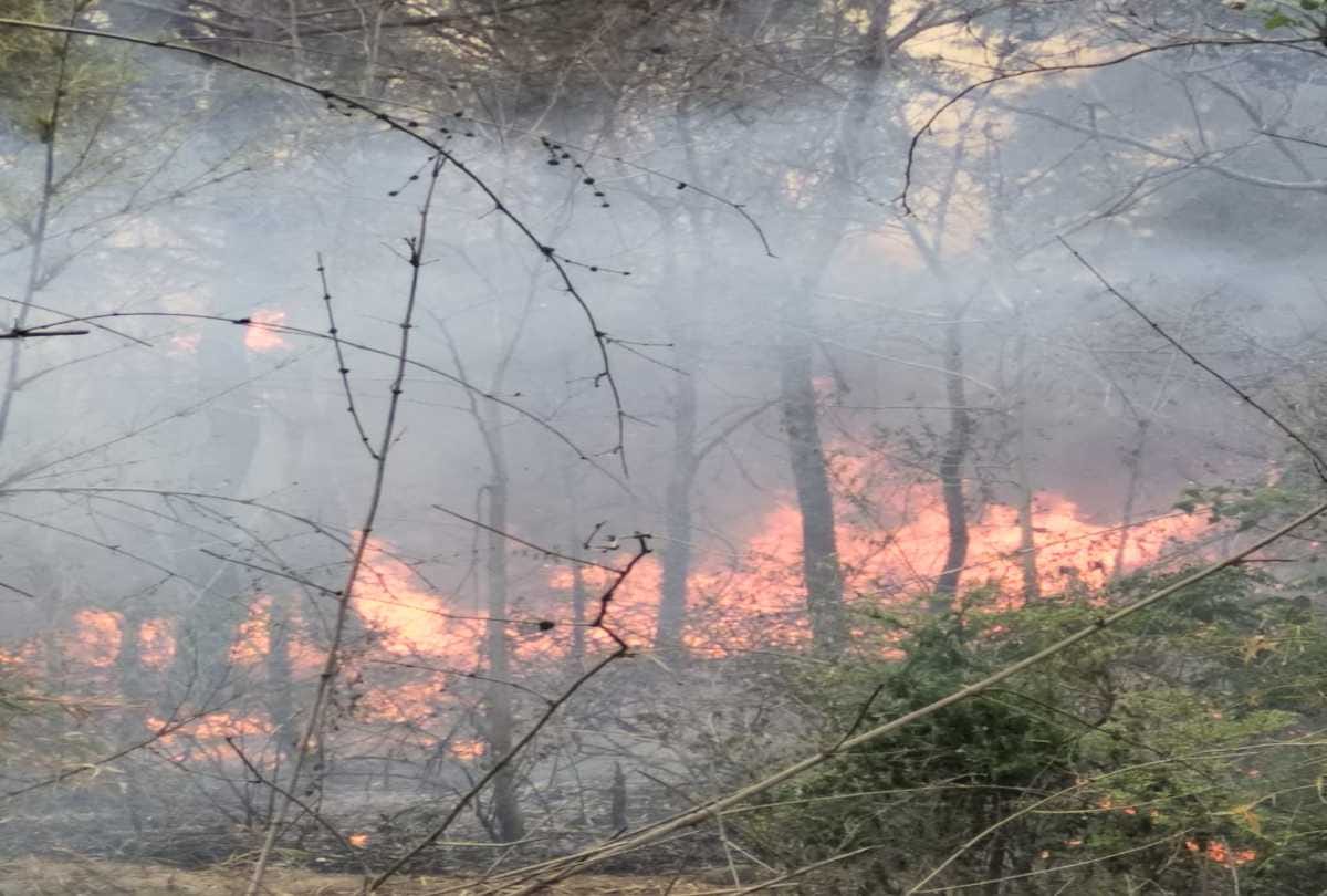 large scale forest fire recorded in himachal