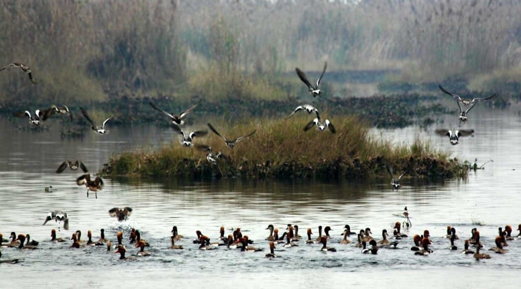 sugar mill chemical sheera reached at Harike Wetland, dangers for animals life