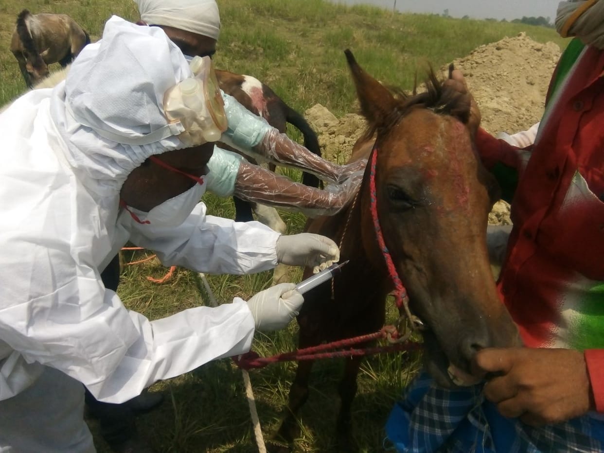 Horse and four mules killed in azamgarh