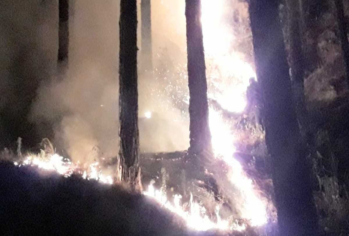large scale forest fire recorded in himachal