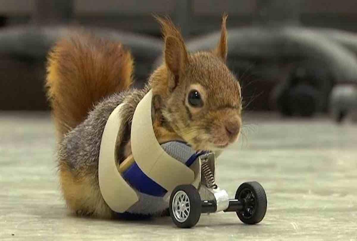Prosthetic wheels help turkish squirrel and get back on its paws