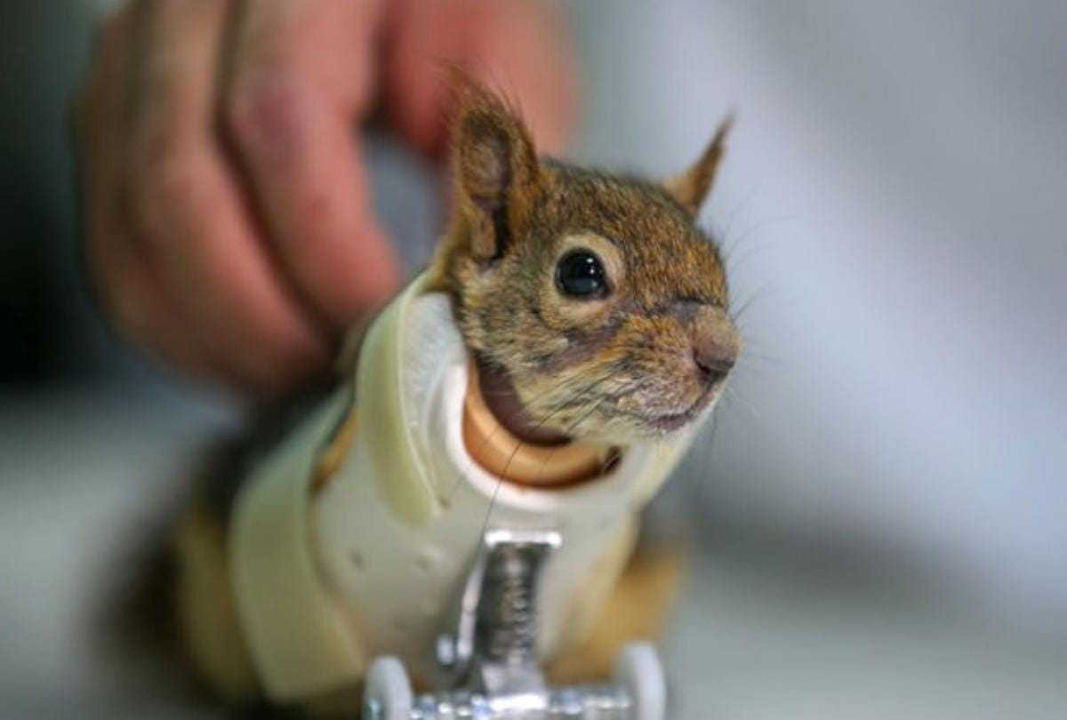 Prosthetic wheels help turkish squirrel and get back on its paws
