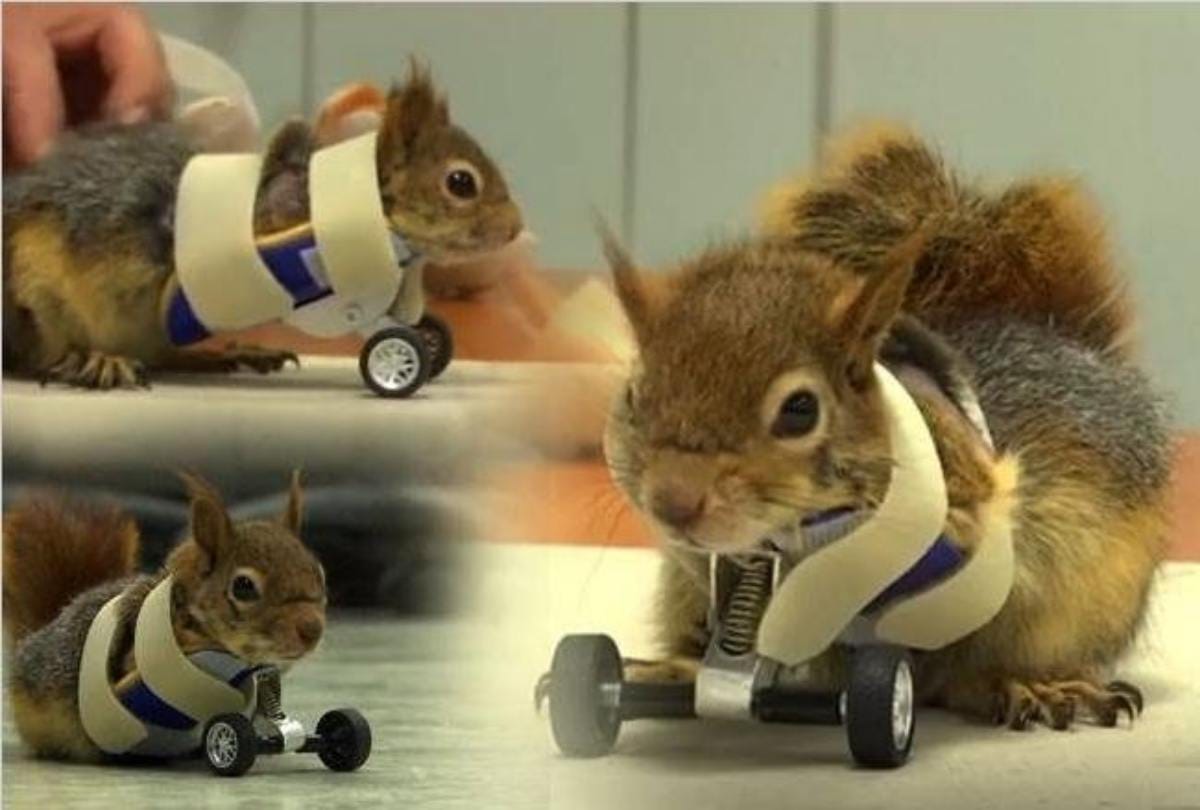Prosthetic wheels help turkish squirrel and get back on its paws
