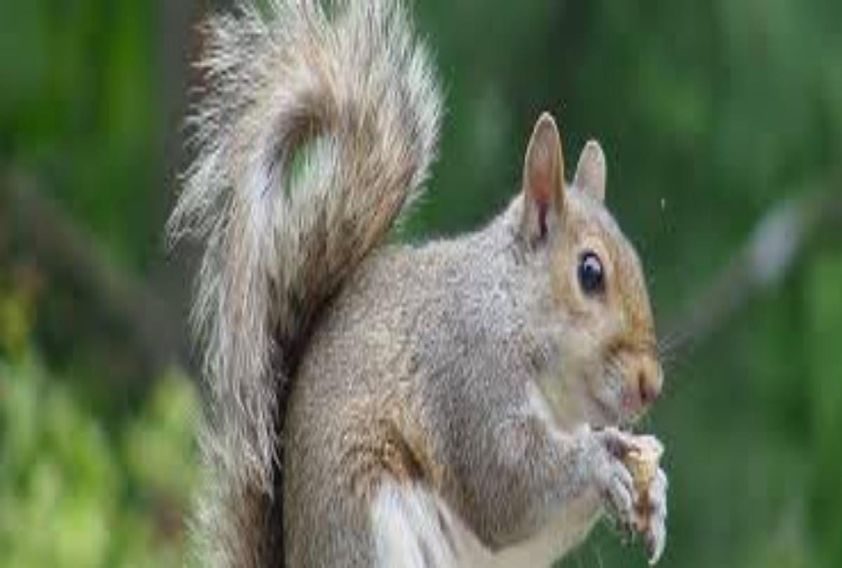 Prosthetic wheels help turkish squirrel and get back on its paws