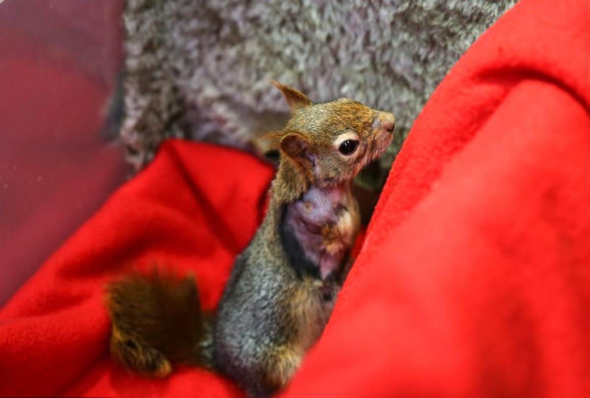 Prosthetic wheels help turkish squirrel and get back on its paws
