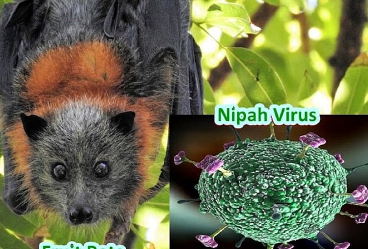 NIPAH Virus: कैसे हैं केरल में संक्रमण के हालात? इलाज के लिए मोनोक्लोनल एंटीबॉडीज की चर्चा, जानिए इसके बारे में विस्तार से