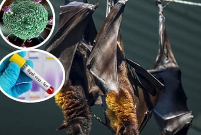 Nipah Virus: 10 राज्यों तक पहुंचा निपाह वायरस, चमगादड़ों में मिलीं एंटीबॉडी; आईसीएमआर के सीरो सर्वे में खुलासा ICMR-NIV survey finds evidence of Nipah virus in bats across nine states and one UT