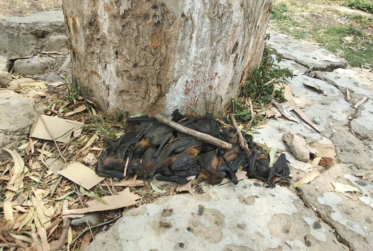 blood sample report of bats found dead in sirmour released