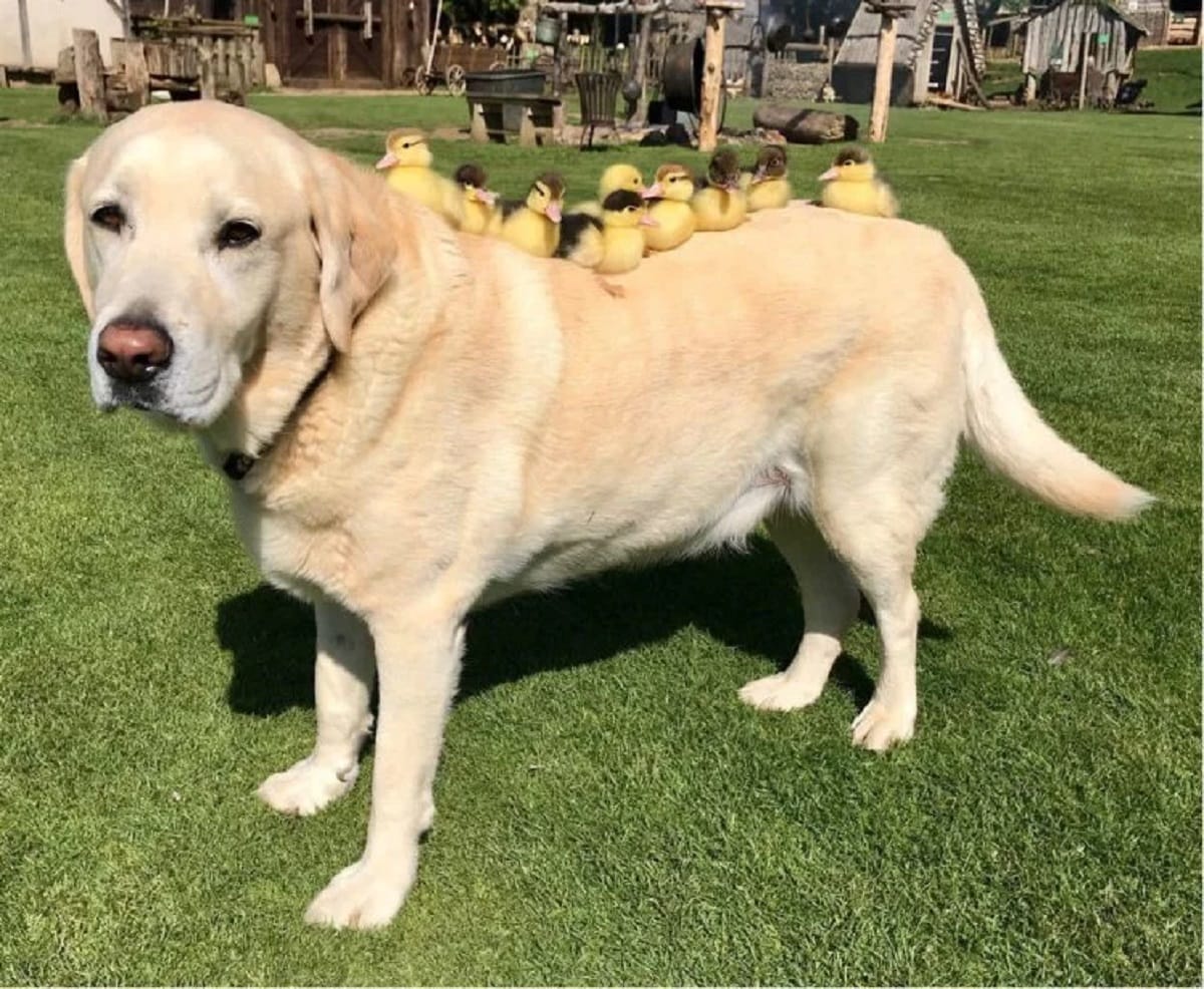 dog bites three person 