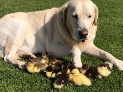 10 year old Labrador adopts and Raisings 9 ducklings