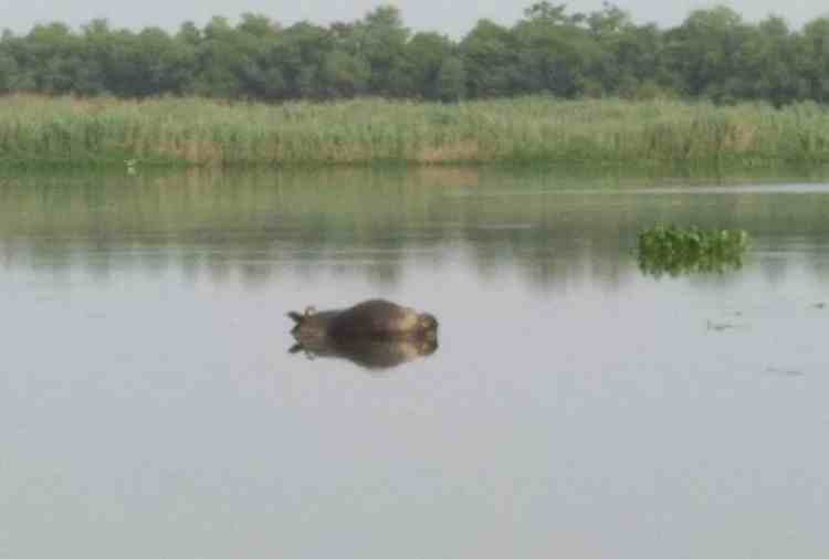 many animals and birds died in harike wetland due to poisonic sheera