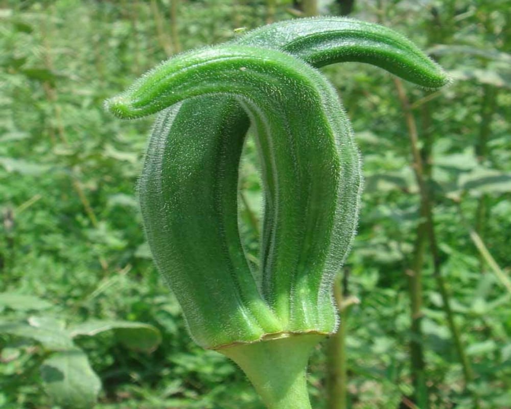 okra home remedies for diabetes and other diseases