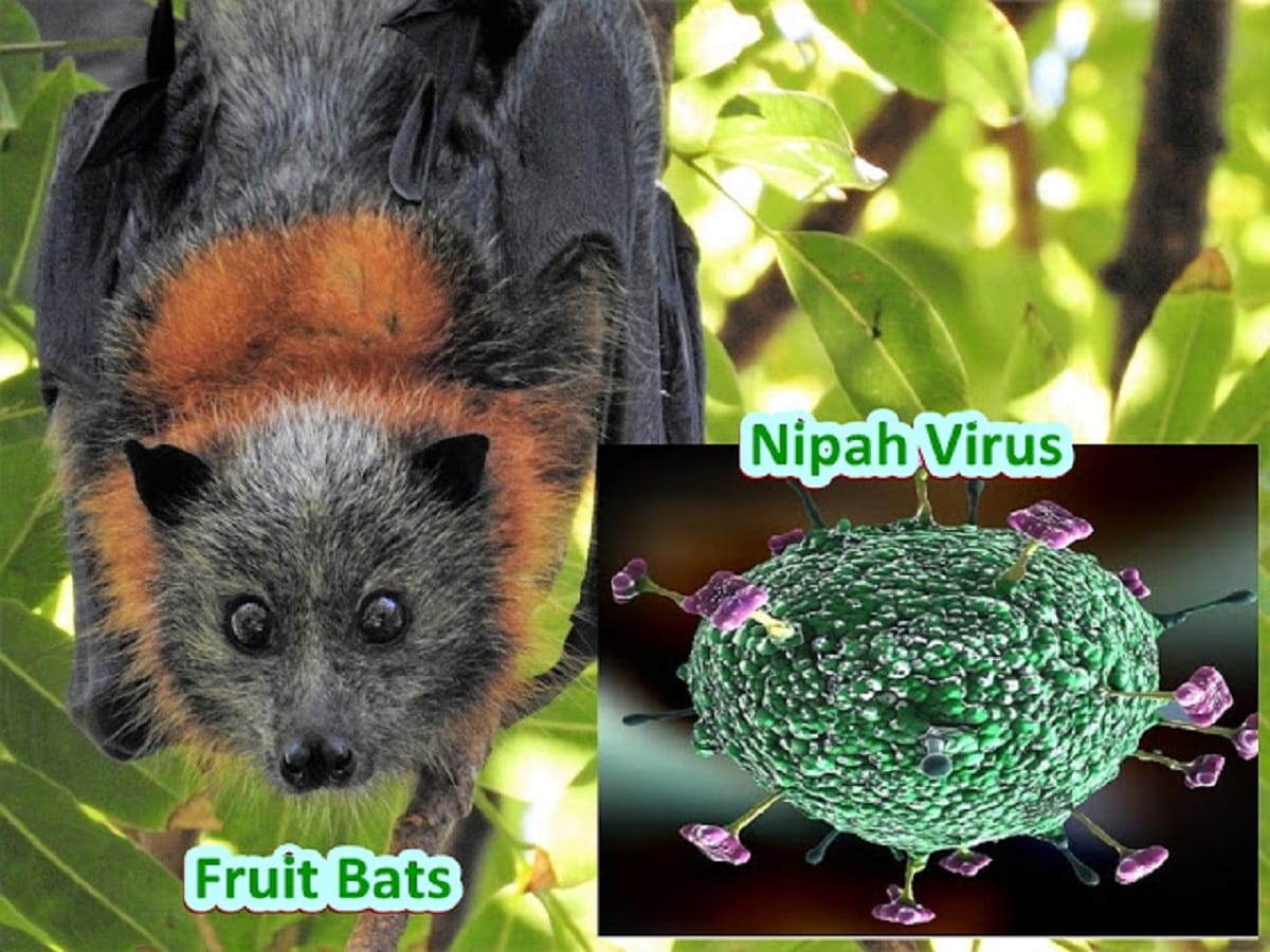 nipah virus created problem for indian army and haryana government
