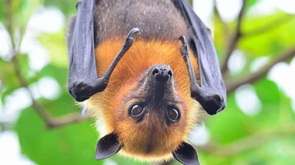 nipah virus can attack on uttarakhand