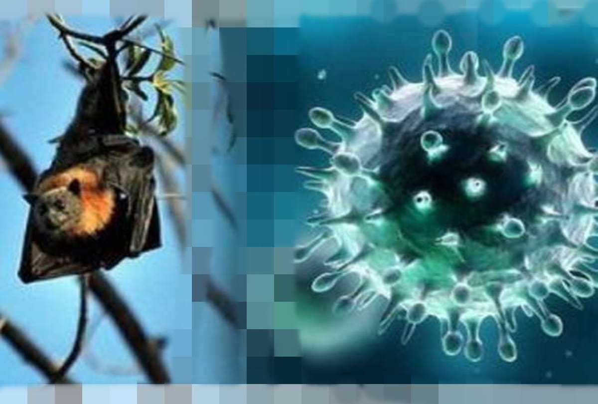 Chandigarh, Nipah Virus, IMA issues advisory, know how to protect yourself