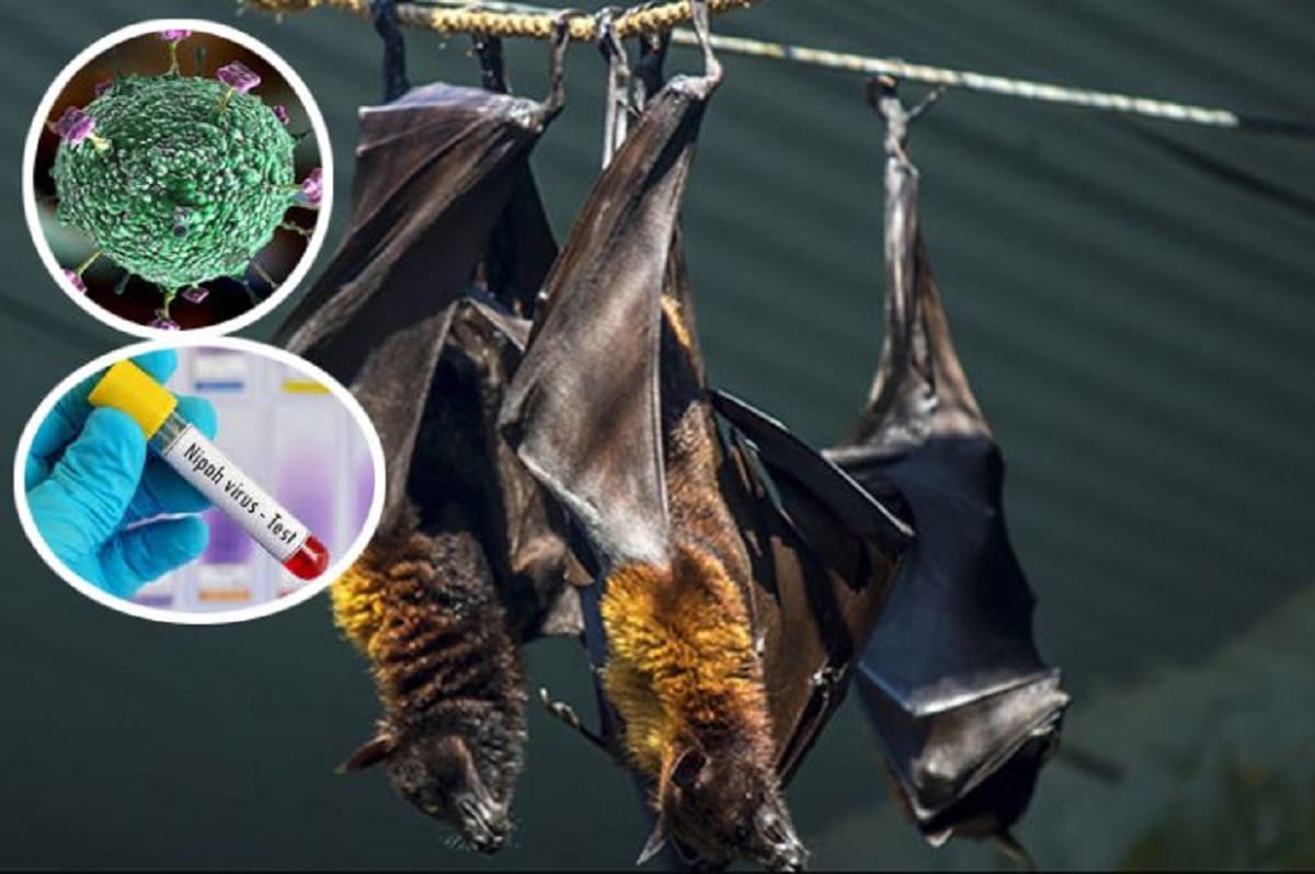 Nipah Virus: high alert in different states, Governments taking up these important steps