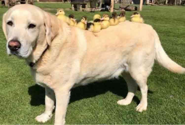dog adopted nine cute ducklings in mountfitchet castle video goes viral