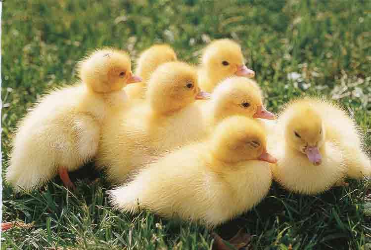 dog adopted nine cute ducklings in mountfitchet castle video goes viral