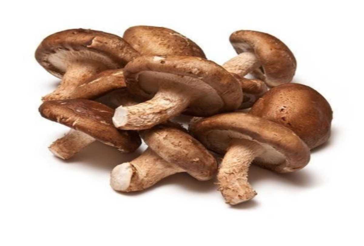  Shiitake mushroom  cultivation will increase farmers' income manifold in himachal