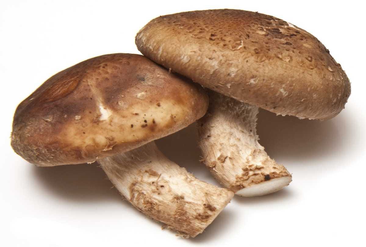 Mushroom can also become a means of self-employment