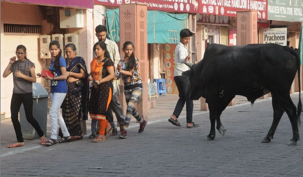 tourists are in danger from stray animals in taj mahal