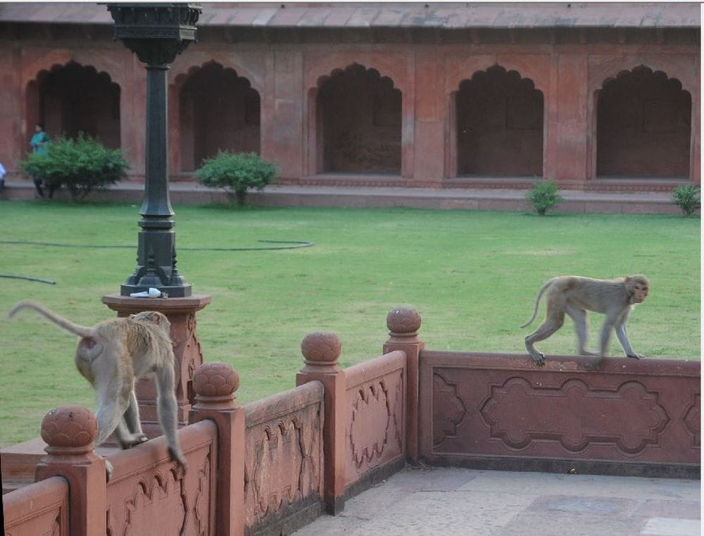 tourists are in danger from stray animals in taj mahal