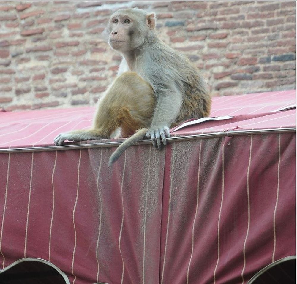 tourists are in danger from stray animals in taj mahal