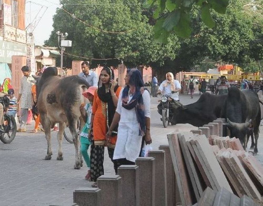 tourists are in danger from stray animals in taj mahal