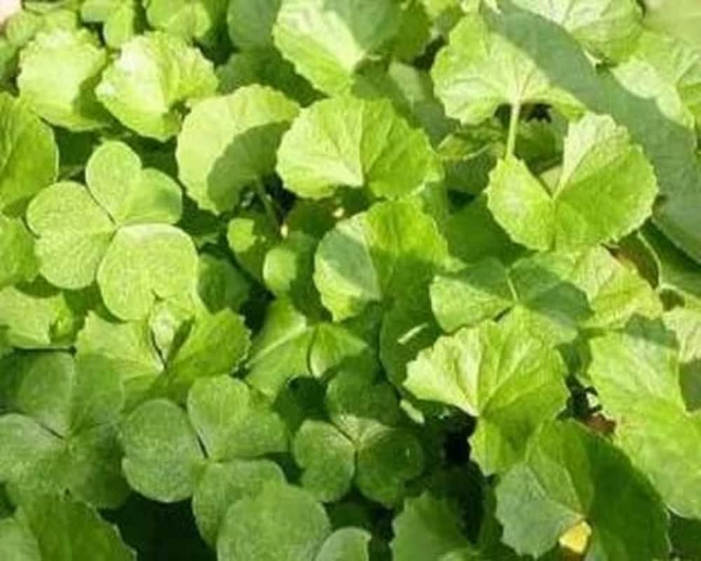 Amazing Ayurvedic remedies to prevent hair loss problem