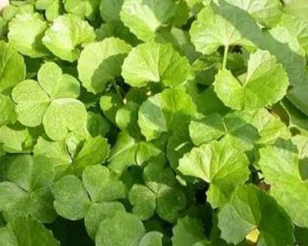 Amazing Ayurvedic remedies to prevent hair loss problem
