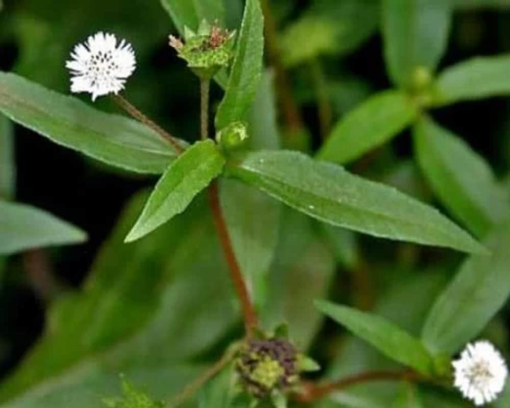 Amazing Ayurvedic remedies to prevent hair loss problem