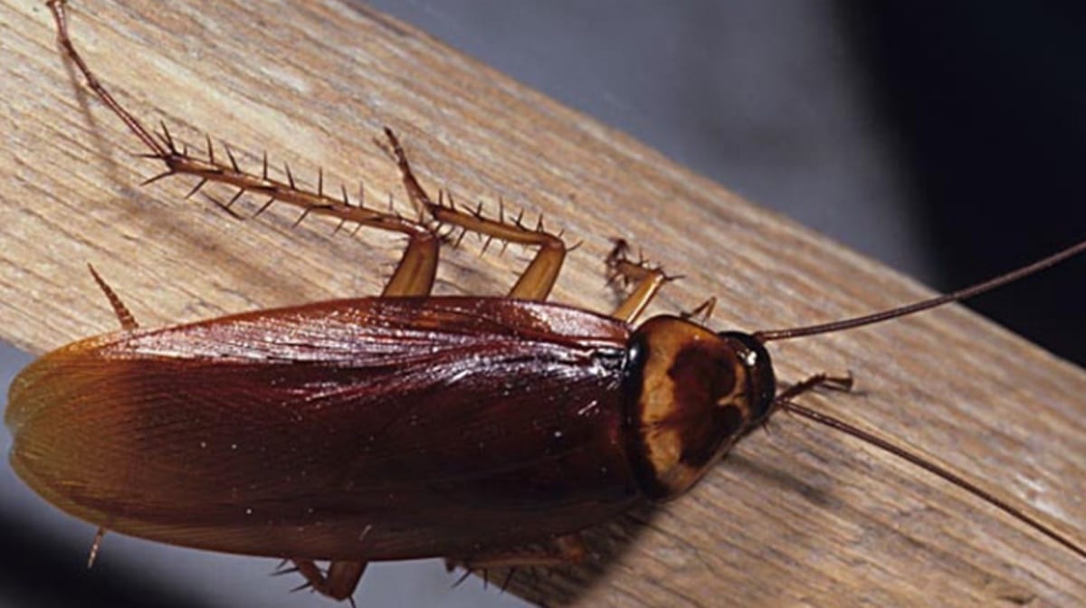 do you know cockroach has nutrient rich milk crystals inside his body and its beneficial for humans