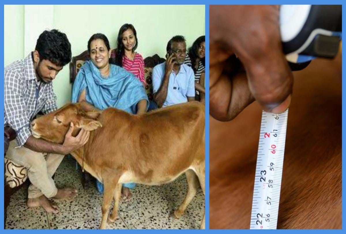 Worlds Shortest Cow name in Guinness World Record 