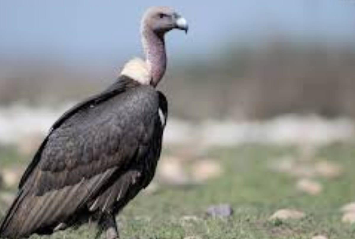 vultures increased in Himachal Pradesh