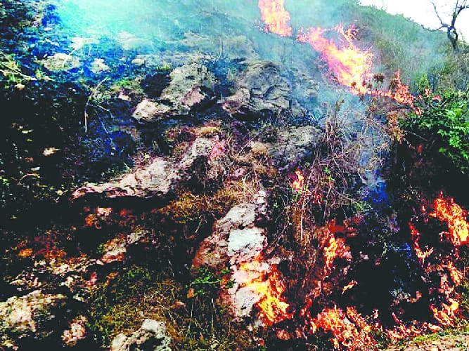आग की चपेट में आकर लाखों की वन संपदा राख