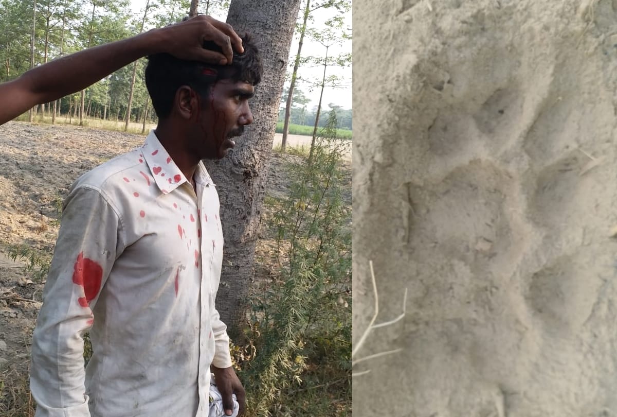 tiger attacked on farmers in sitapur