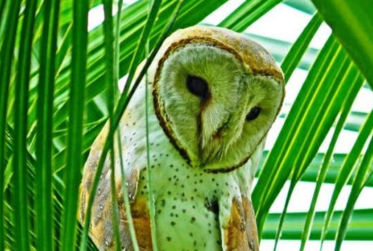Six species of rare owl found in rahman khera lucknow 